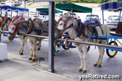 Donkey's, Mijas Pueblo, Malaga, Spain