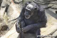 Chimpanzee, BioPark zoo, Fuengirola, Spain