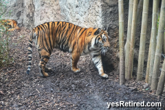 Tiger, BioPark zoo, Fuengirola, Spain