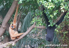 Female Male monkeys, BioPark zoo, Fuengirola, Spain