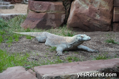 Big Komoto Dragon, BioPark zoo, Fuengirola, Spain