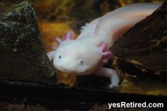 external gils on Axolot salamander, BioPark zoo, Fuengirola, Spain; endangered