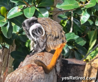 Mustache Monkey, BioPark zoo, Fuengirola, Spain