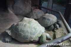 Giant Turtles, BioPark zoo, Fuengirola, Spain