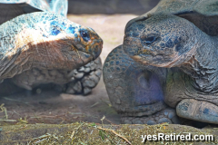 Giant Turtles, BioPark zoo, Fuengirola, Spain