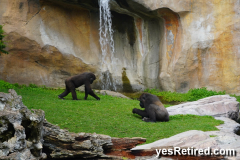 Baby with Mom, Gorilla, BioPark zoo, Fuengirola, Spain