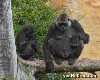 Baby with Mom, Gorilla, BioPark zoo, Fuengirola, Spain