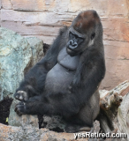 Male, Gorilla, BioPark zoo, Fuengirola, Spain