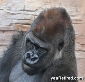 Male, Gorilla, BioPark zoo, Fuengirola, Spain