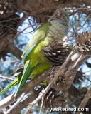 Monk Parakeet, Castle, Castillo Sohail, Fuengirola, Malaga, Spain, Winter 2024. 1000CE