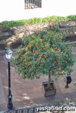 Orange tree, Fuengirola, Malaga, Spain