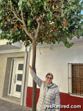 Orange tree, Fuengirola, Malaga, Spain