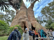 "Tree of Life" baobab tree, Bioparc Fuengirola, Zoo, Fuengirola, Malaga, Spain, Winter 2024