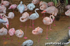 Bioparc Fuengirola, Zoo, Fuengirola, Malaga, Spain, Winter 2024