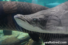 Giant Fish tank, Bioparc Fuengirola, Zoo, Fuengirola, Malaga, Spain, Winter 2024