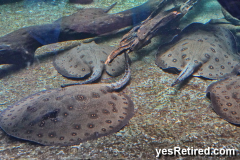 Skates, Bioparc Fuengirola, Zoo, Fuengirola, Malaga, Spain, Winter 2024