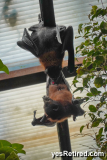 Giant fruit bats, Bioparc Fuengirola, Zoo, Fuengirola, Malaga, Spain, Winter 2024; reproducing