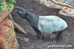 Tapir, Bioparc Fuengirola, Zoo, Fuengirola, Malaga, Spain, Winter 2024