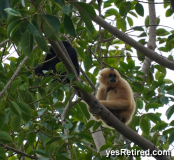 Monkeys in tree, Bioparc Fuengirola, Zoo, Fuengirola, Malaga, Spain, Winter 2024