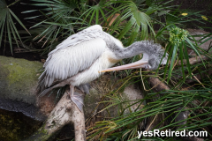 Bioparc Fuengirola, Zoo, Fuengirola, Malaga, Spain, Winter 2024