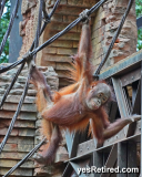 Borneo arangatang, Bioparc Fuengirola, Zoo, Fuengirola, Malaga, Spain, Winter 2024; Forest People
