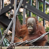 Borneo arangatang, Bioparc Fuengirola, Zoo, Fuengirola, Malaga, Spain, Winter 2024; Forest People