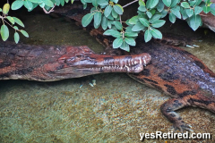 Long snout, tomistoma gator, Bioparc Fuengirola, Zoo, Fuengirola, Malaga, Spain, Winter 2024