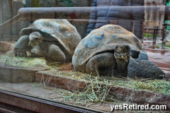 Giant turtles, Bioparc Fuengirola, Zoo, Fuengirola, Malaga, Spain, Winter 2024; 2 foot diameter