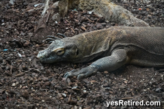 Kumoto dragon, Bioparc Fuengirola, Zoo, Fuengirola, Malaga, Spain, Winter 2024