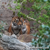 Tiger, Bioparc Fuengirola, Zoo, Fuengirola, Malaga, Spain, Winter 2024