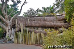 artificial cement log, Tiger, Bioparc Fuengirola, Zoo, Fuengirola, Malaga, Spain, Winter 2024; artistic