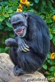 “fear grimace”, not a smile, Chimpanzee, Bioparc Fuengirola, Zoo, Fuengirola, Malaga, Spain, Winter 2024