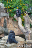 “fear grimace”, not a smile, Chimpanzee, Bioparc Fuengirola, Zoo, Fuengirola, Malaga, Spain, Winter 2024