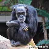 Chimpanzee, Bioparc Fuengirola, Zoo, Fuengirola, Malaga, Spain, Winter 2024