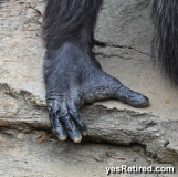 opposable thumb, Chimpanzee, Bioparc Fuengirola, Zoo, Fuengirola, Malaga, Spain, Winter 2024