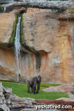 Mother, Silverback Gorila, Bioparc Fuengirola, Zoo, Fuengirola, Malaga, Spain, Winter 2024