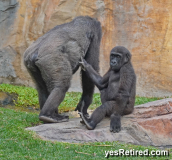 Mother, Silverback Gorila, Bioparc Fuengirola, Zoo, Fuengirola, Malaga, Spain, Winter 2024
