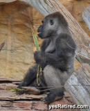 Male, Silverback Gorila, Bioparc Fuengirola, Zoo, Fuengirola, Malaga, Spain, Winter 2024