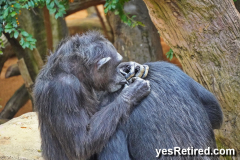 Grooming, Chimpanzee, Bioparc Fuengirola, Zoo, Fuengirola, Malaga, Spain, Winter 2024; bugs?