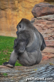 Male, Silverback Gorila, Bioparc Fuengirola, Zoo, Fuengirola, Malaga, Spain, Winter 2024