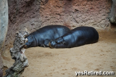 Pigmy Hippo, Bioparc Fuengirola, Zoo, Fuengirola, Malaga, Spain, Winter 2024