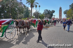 Many horse rides, Marrakech, Morocco, 2024